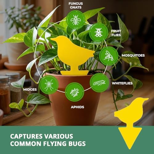 Kate's Home & Garden 60 Count Fruit Fly Traps for Indoors and House - Image 2