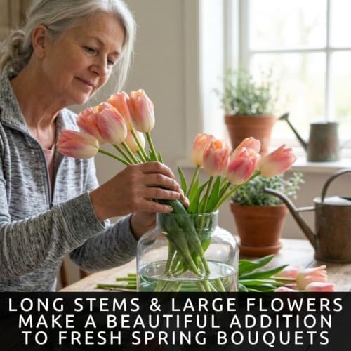 25 Kunyun Tulip Bulbs | Color-Changing Darwin Hybrid Tulips for Spring Beds - Image 5