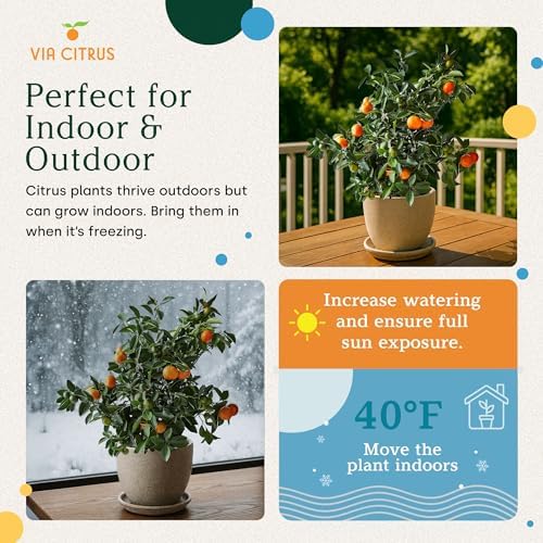 Meyer Lemon Tree Live Plant 13-22" Tall, 1 Gallon Pot by Via Citrus - Image 4