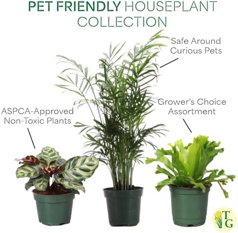 Live Pet Safe Houseplants (3 Pack), Grower's Choice Bundle, 4" Pots - Image 4