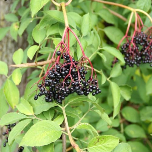 10 Black Elderberry Cuttings Bushes Live Plants, Berry Shrub, 6-8 Inch Tall - Image 3