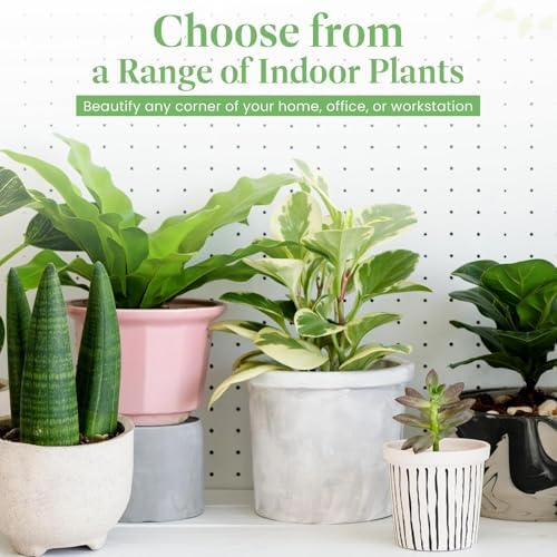 American Plant Exchange Majesty Palm – 10-Inch Pot – Live Tropical Houseplant with Arching Green Fronds, Easy Care Indoor or Patio Plant for Home, Office, Apartment & Landscape Décor - Image 6