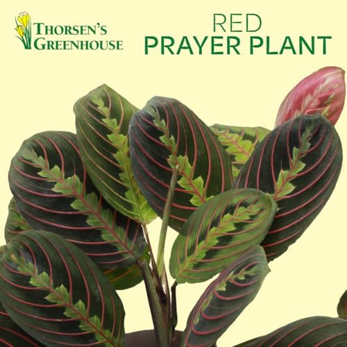 Live Red Prayer Plant, Pet Friendly, Easy to Grow, 4" Diameter Pot - Image 3