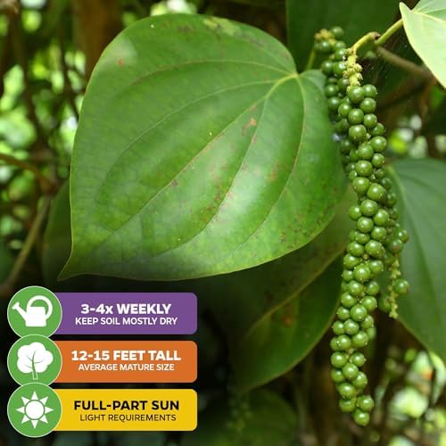 Black Pepper Piper nigrum Plant (2-Pack) Spice Plant by Wellspring Gardens - Image 4