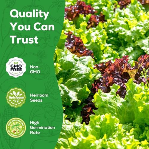 Heirloom Lettuce Seeds - 5 Varieties Lettuce Seeds for Planting - Black Seeded Simpson, Iceberg, Buttercrunch, Parris Island Cos & Lolla Rossa Lettuce - Home Garden & Hydroponic Seeds - Image 3