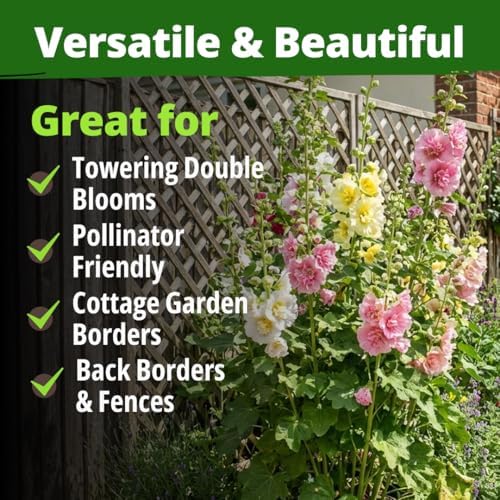 HOME GROWN Hollyhock Seeds, Chater's Double Mix, 2,400 Seeds, Alcea rosea - Image 6