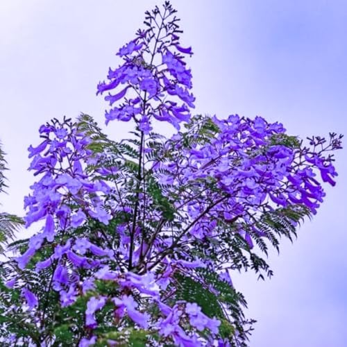 Blue Jacaranda Tree Live Plant, 5-8 Inch Tall, 4 Inch Pot - Image 5