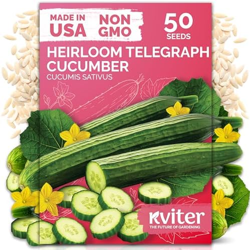 50 English Telegraph Cucumber Heirloom Vegetable Seeds, Cucumis Sativus by KVITER