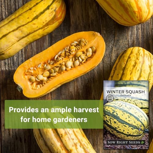 Sow Right Seeds - Delicata Squash Seed for Planting Winter Vegetables - Image 3