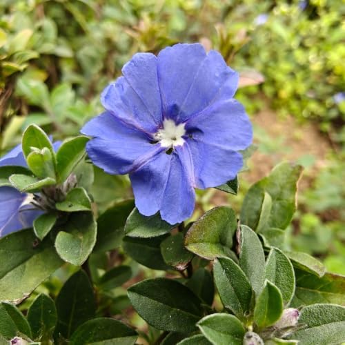 2 Live Evolvulus Blue Daze Plants, 4–6 Inches Tall, Garden Plant - Image 5