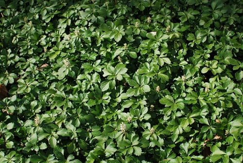 Perennial Farm Marketplace Pachysandra terminalis (Japanese Spurge) Perennial, Size-#1 Container, Leathery Green Leaves with White Flowers by PerennialFarmMarketplace