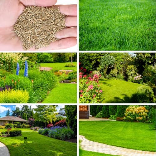 20000 Zoysia Grass Seeds, Zoysia Grass Seeds for Lawn, Low Maintenance - Image 4