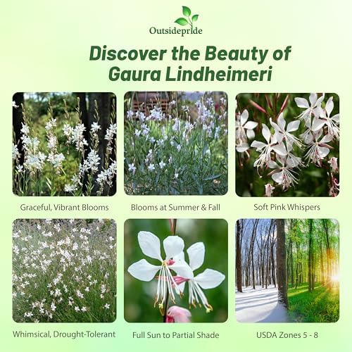 Outsidepride Gaura Seeds - 200 Pcs. Perennial, Drought Tolerant & Low Maintenance, Flower Seeds for Planting Easy to Grow, Vibrant & Tall White-Pink Blooms for Xeriscaping & Pollinator Gardens - Image 2