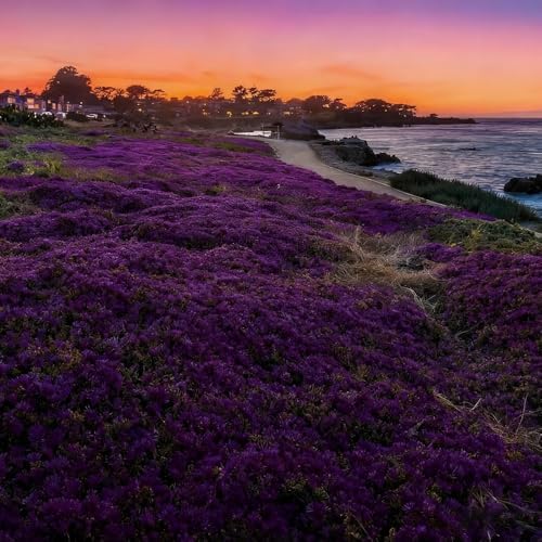 20000 Purple Creeping Thyme Seeds for Planting Outdoor,Creeping Phlox Ground Cover Seeds,Perennial Flower Seed Plant Non-GMO Heirloom Thyme Thymus Serpyllum Seed in Home - Image 6