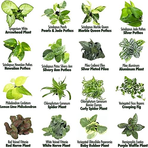 Altman Plants Live Houseplants (6PK), Indoor Plants for Delivery Prime, Live Plants and Gardening Gifts for Plant Lovers, Planters for Indoor Plants with Potting Soil, Live House Plants Indoors Live - Image 7