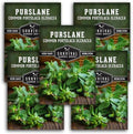 Purslane Seeds for Planting, Verdolagas - 5 Packs by SurvivalGardenSeeds