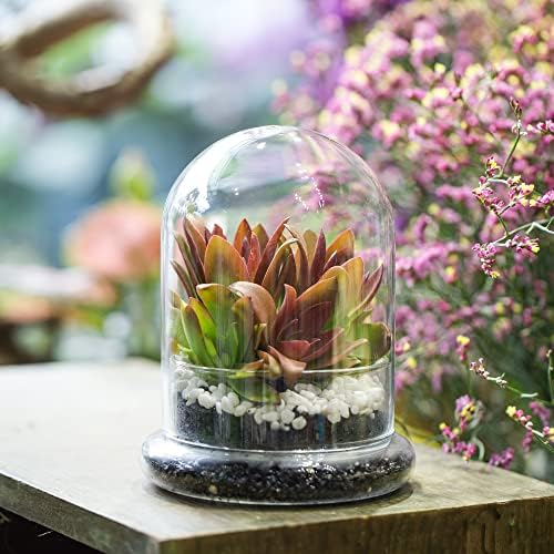 NCYP Small Glass Terrarium Cloche with Air Hole, 4.7 x 4.7 x 6.3 Inches - Image 2