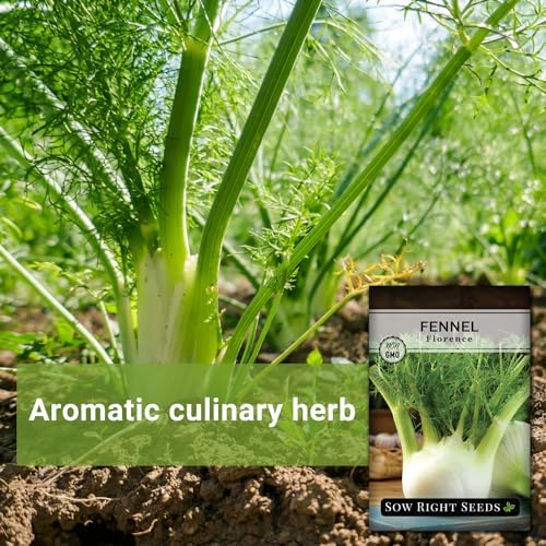 Sow Right Seeds-Florence Fennel Seed for Planting Perennial Herb Garden 2pk - Image 3