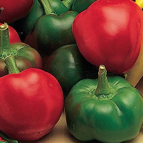 Burpee Large Cherry Hot Pepper Seeds – Hot Red Cherry Pepper Seeds for Home Garden Growing, 150 Seeds by Burpee