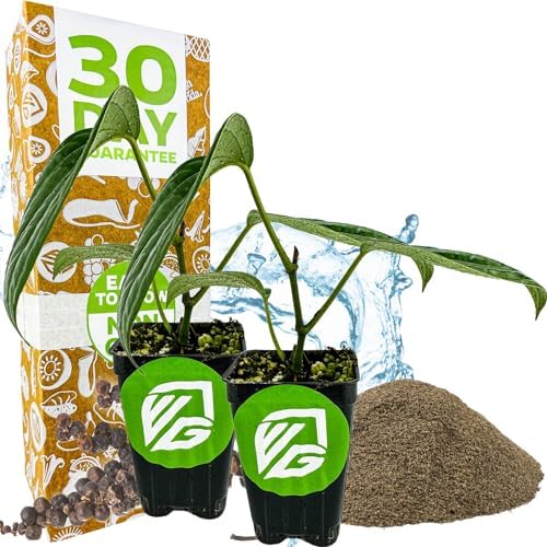 Black Pepper Piper nigrum Plant (2-Pack) Spice Plant by Wellspring Gardens by WellspringGardens