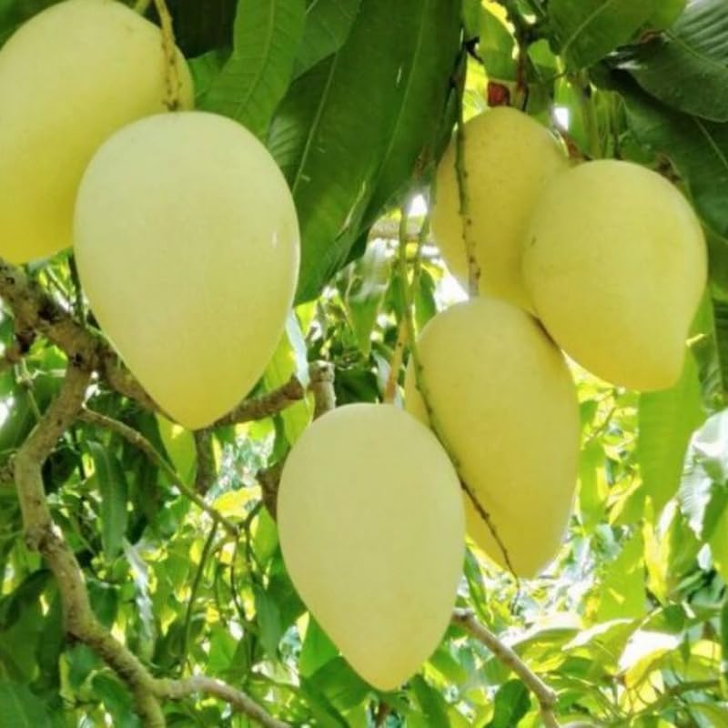 Lemon Mango Tree Live Plant, Tropical Fruit, 3 Gallon Pot - Image 2