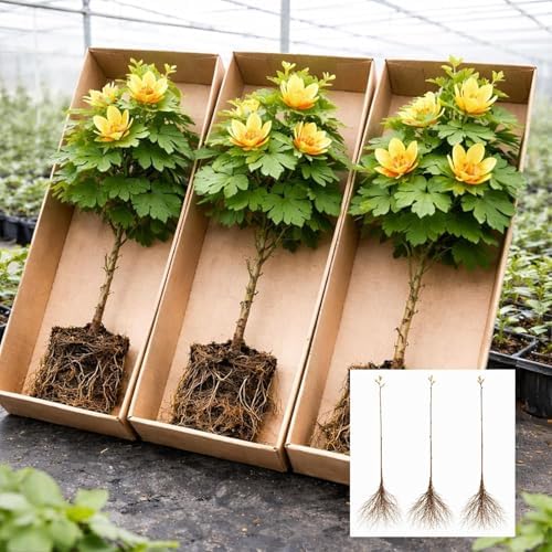 Tulip Poplar Live Tree Plants for Growing – Liriodendron tulipifera – Fast Growing Shade Trees with Tulip Flowers – Bare Root Trees for Planting Outdoors (2 Trees) by CZGrain