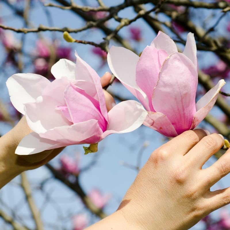 Jane Magnolia Tree Live Plant, 6-12" Tall, 2.5" Pot, Fragrant Pink Flowers - Image 4