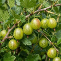 Green Gooseberry Plants Live (3 Pack) – Edible Fruit Bushes - Ships Dormant - Hardy Gooseberry Shrubs for Outdoor Planting, Sweet-Tart Berries for Garden & Backyard by CZGrain