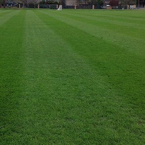 Annual RyeGrass Seed by Eretz - Willamette Valley, Oregon Grown. No fillers, No Weed or Other Crop Seeds (8oz) - Image 2