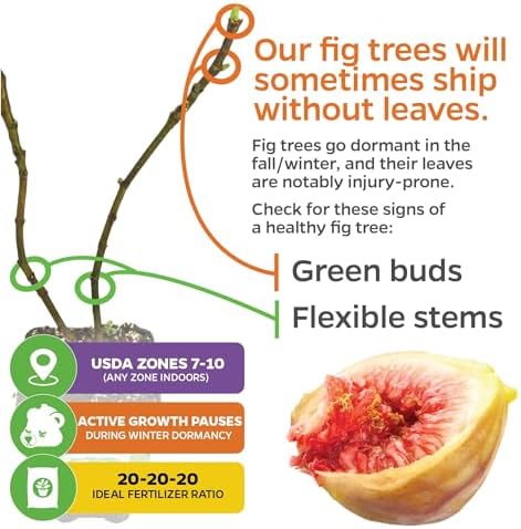 LSU Gold Fig Tree (2-Pack) Live Starter Plants by Wellspring Gardens - Image 4