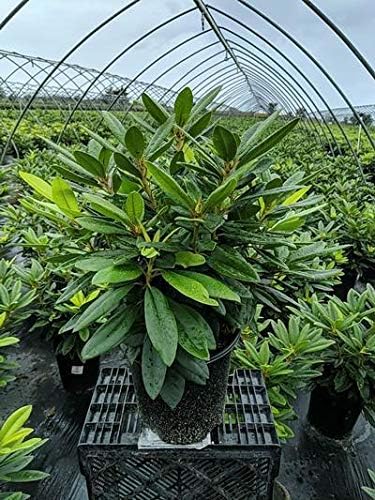 Green Promise Farms Rhododendron Passion` Evergreen, 3-Size Container, Purple Flowers by GreenPromiseFarms