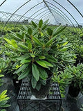 Green Promise Farms Rhododendron Passion` Evergreen, 3-Size Container, Purple Flowers by GreenPromiseFarms