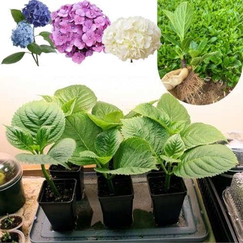 Hydrangea Bush Tree Plants Live, 5-9" Tall, No Pot, Dormant in Winter, Change Color Perennial Planting Indoor Outdoor, Long Lasting Blooms Flower (Can Trim as Tree, Pink White) - Image 5