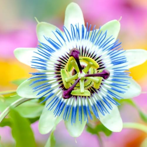 Rare Blue Passion Flower Live Plant, Flowering Vine, 4-8 Inch Tall - Image 5