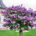 Purple Lilac Plant Live, Flowering Shrub, 8-12 Inch Tall, Bare Root by Unknown