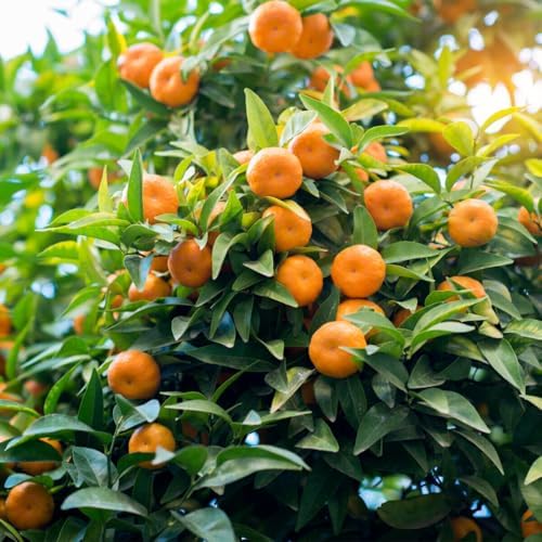 Satsuma Mandarin Tree - 2-5 Inch Tall Live Plant - Potted Seedling - Cold Hardy Orange Fruit Plant - Citrus reticulata 'Satsuma' - Image 3