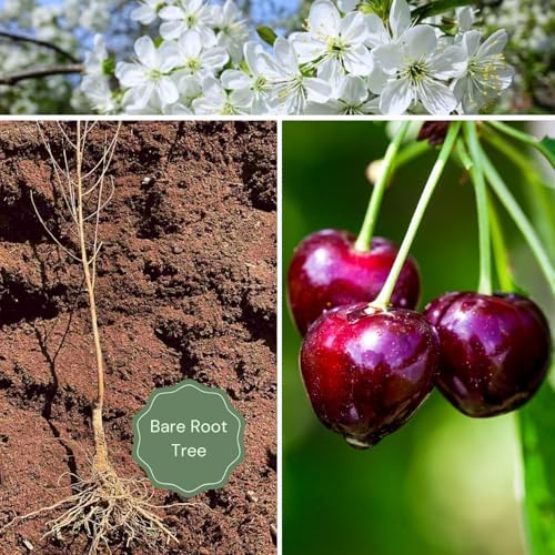 2 Black Cherry Trees Live Plants, Starter Fruit Tree, 1-2 Ft Tall - Image 4