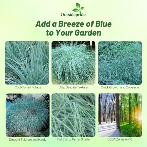 Outsidepride 500 Seeds Perennial Eragrostis Elliotii Blue Eros Ornamental Love Grass Seed for Planting - Image 2
