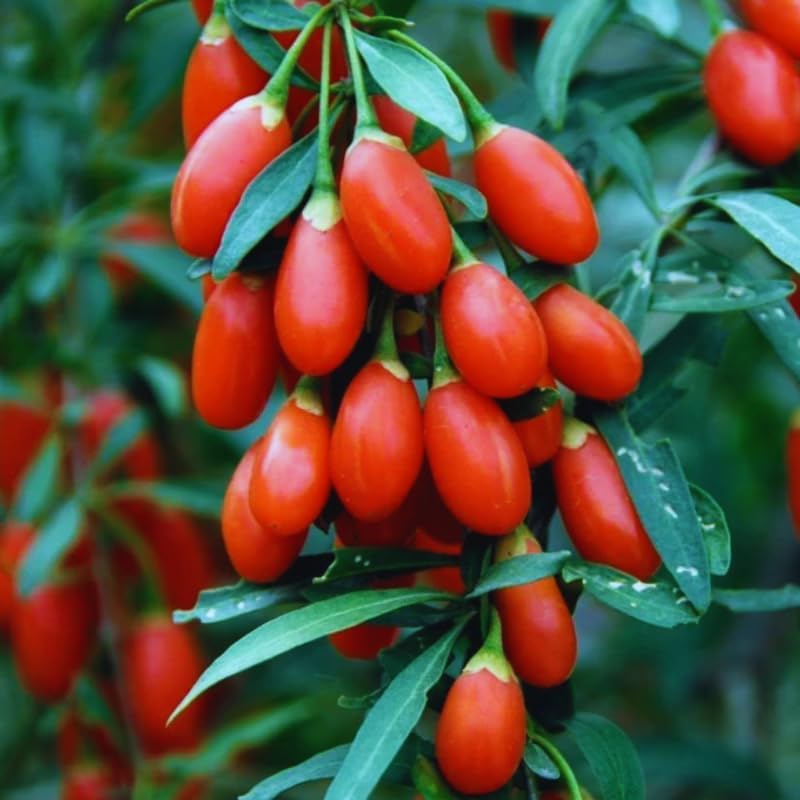 2 Goji Berry Live Plants, 4-10 Inch Tall - Image 2