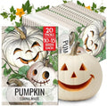 Seed Needs Lumina White Pumpkin Seeds to Plant Vegetables - 20 Packs by SeedNeeds
