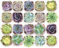 Shop Succulents Blush Rosette Succulent Plant Pack – Live Mini Rosette Succulents, Soft Pastel Colors, Low Maintenance Plants – Wedding Favors, Gifts & Home Decor, 2" Pots by ShopSucculents