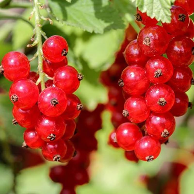 Red Currant Bush Live Plant, Cold Hardy Berry Bush Shrub, 5-9 Inch Tall - Image 5