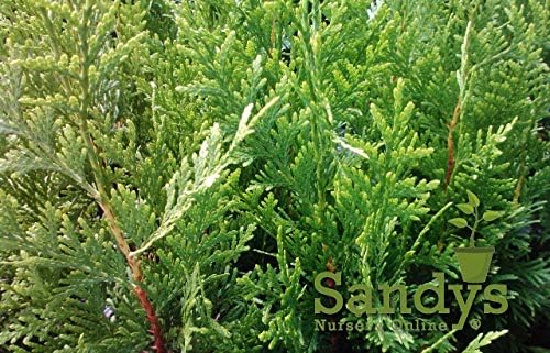 Thuja Green Giant Arborvitae Lot of 6, Quart Pot - Image 4