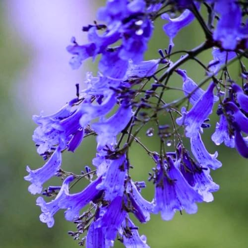 Blue Jacaranda Tree Live Plant, 5-8 Inch Tall, 4 Inch Pot - Image 4
