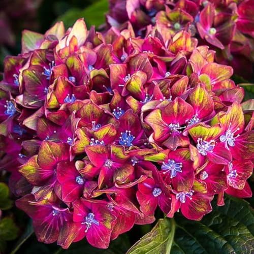 Ruby Red Pink Hydrangea Live Plant, Flower Bush, 2.5 Inch Pot - Image 6