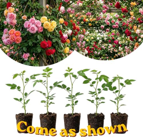 Black Red Rose Climbing Live Starter Plant, Fragrant Rose Trellis 5-9" Tall - Image 3