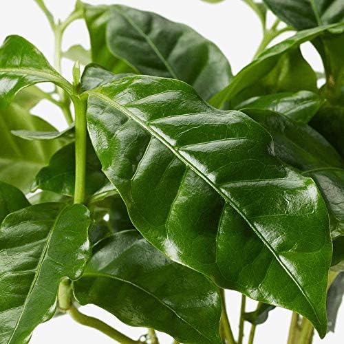 American Plant Exchange Arabica Coffee Real Live Plant, 6" Pot, Flowering Indoor Outdoor Air Purifier, Green Rippled Leaves - Image 3