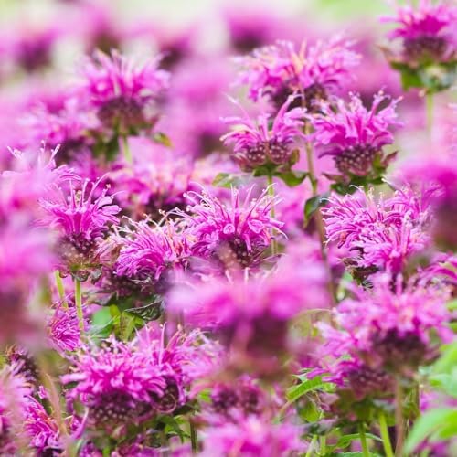 Clovers Garden Bee Balm Balmy Lilac (Monarda) Plants – Two (2) Live Plants – Non-GMO - Not Seeds - Each 4" to 8" Tall – in 4" Inch Pots – Hardy Flowering Perennial, Pollinator Favorite by CloversGarden