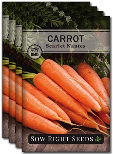 Sow Right Seeds - Scarlet Nantes Carrot Seed for Planting Baby Carrots 4pk by SowRightSeeds