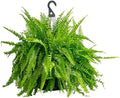 Costa Farms Boston Fern, Live Indoor Plant, Easy Care, Home Decor by Unknown